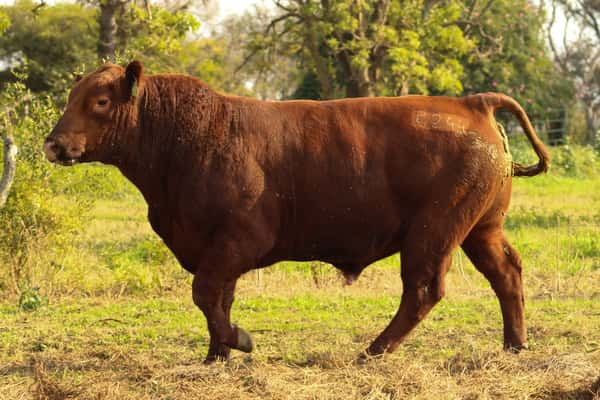 Lote CABAÑA COEMBOTÁ: RP 244