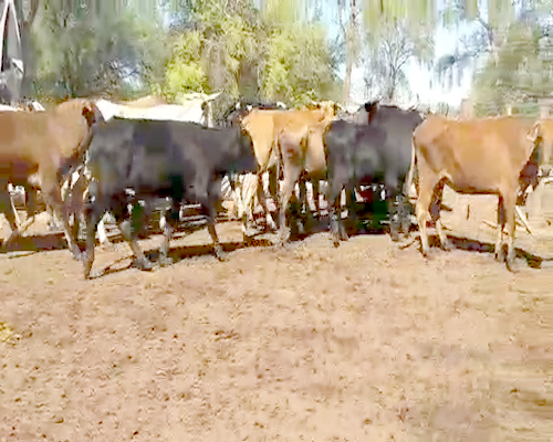 Lote 36 Vacas en Monte Quemado, Santiago del Estero