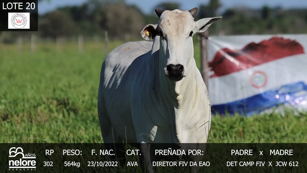 Lote LOTE 20