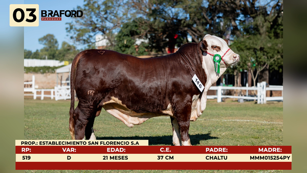 Lote LOTE 3