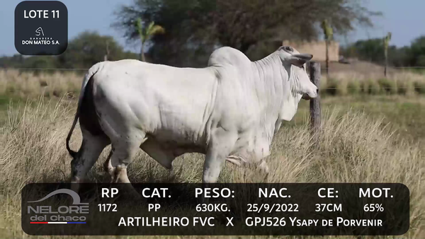 Lote LOTE 11