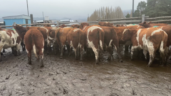 Lote 40 Novillo Engorda en Coyhaique, XI Región Aysén