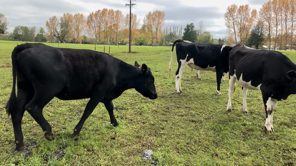 Lote 17 Vaquilla Gorda en Río Bueno, XIV Región Los Ríos