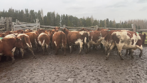 Lote 40 Novillo Engorda en Coyhaique, XI Región Aysén