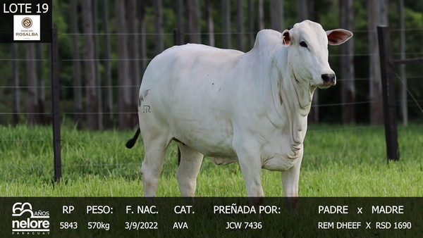 Lote LOTE 19
