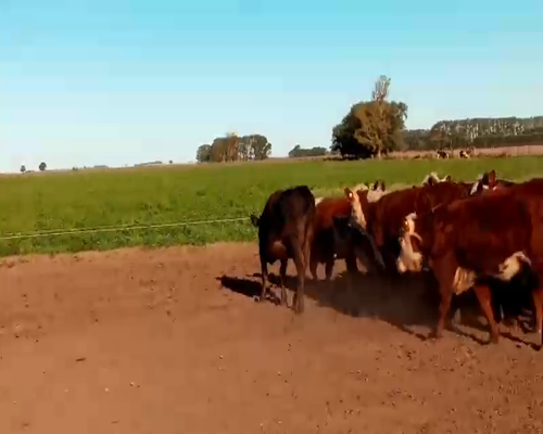 Lote 16 Terneras en Salazar, Buenos Aires