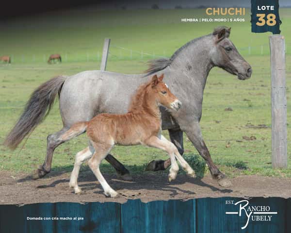 Lote Chuchi