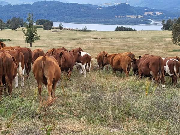 Lote 60 Novillo Engorda en Futrono, XIV Región Los Ríos