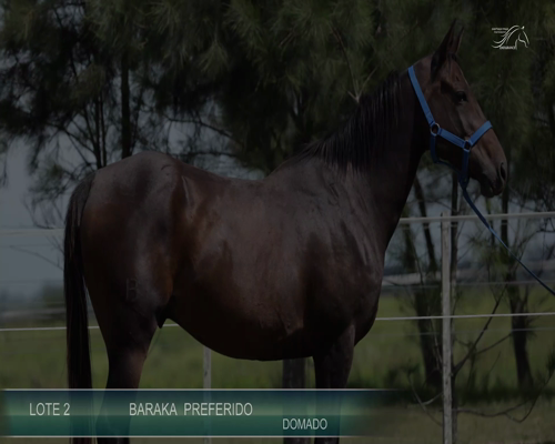 Lote BARAKA PREFERIDO