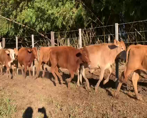 Lote 61 Terneras en Santo Tomé, Corrientes