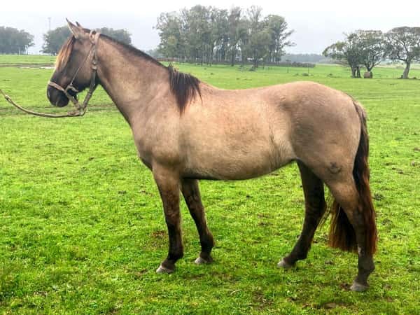 Lote Bastera (RP 81) - Cabaña El Paraíso
