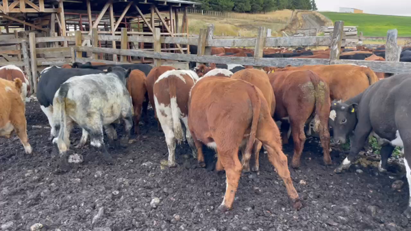 Lote 51 Novillo Engorda en XI Región Aysén, Coyhaique