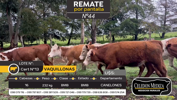 Lote 16 Vaquillonas  en Canelones, Canelones