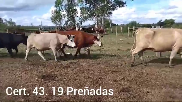 Lote 19 VACAS PREÑADAS