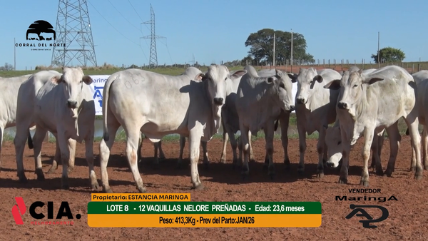 Lote 