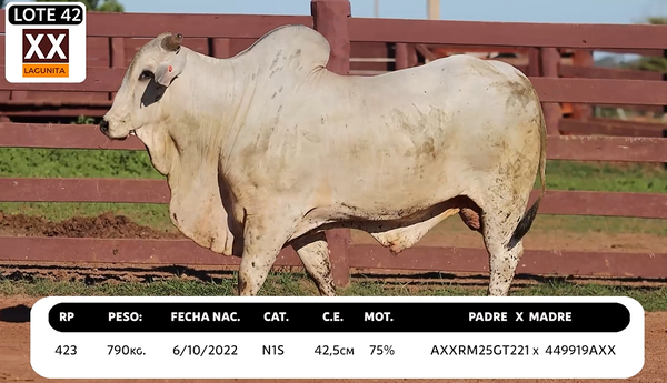 Lote LOTE 42