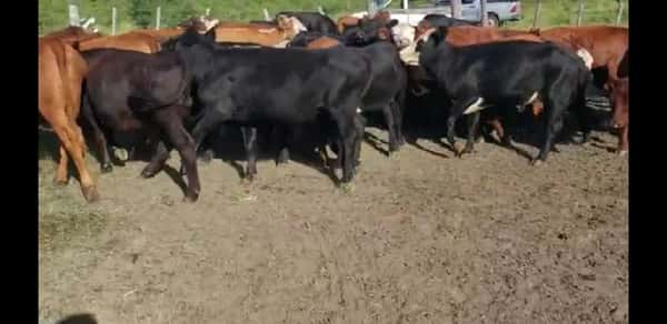 Lote 43 Vaquillonas en Villaguay, Entre Ríos