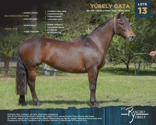 Lote Yubely Gata