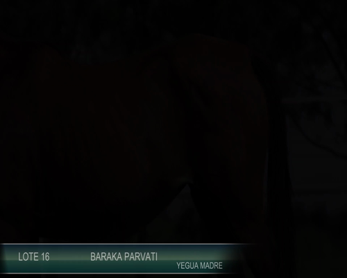 Lote BARAKA PARVATI