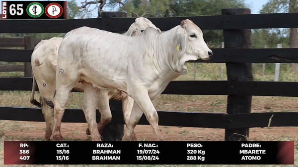 Lote LOTE 65