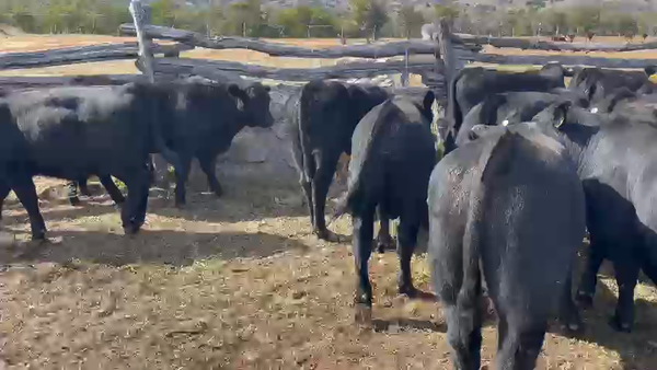 Lote 32 Ternero en Río Ibáñez, XI Región Aysén