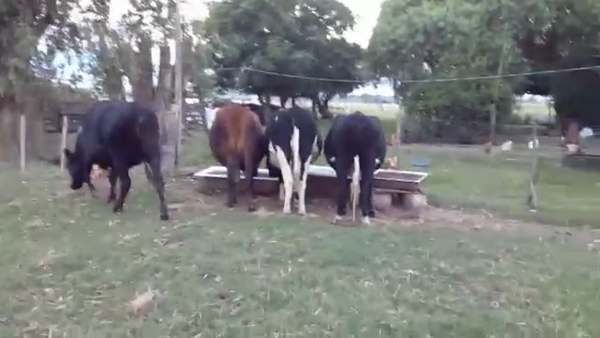 Lote 4 Vaca CRUZA a remate en PANTALLA VIRTUAL - ESCRITORIO CAMY - LA CUENCA 520kg - , San José