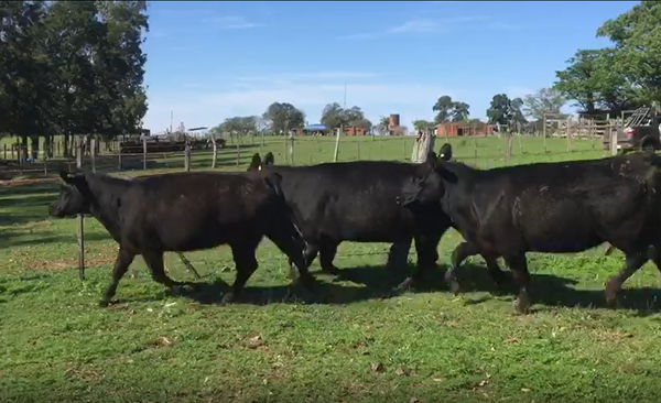 Lote 3 vaquillonas SA a parir en otoño 2021