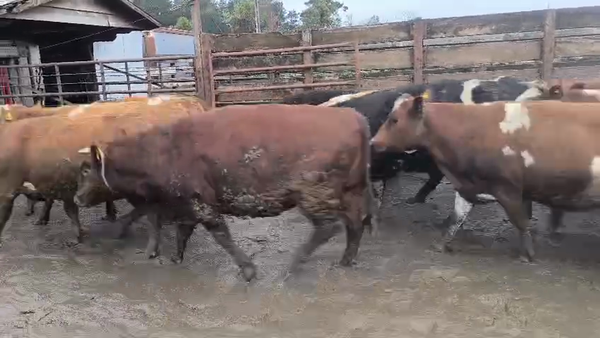 Lote 40 Vaquilla Gorda en Los Ángeles, VIII Región Biobío