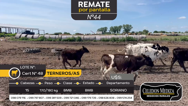 Lote 48 Terneros y Terneras en Agraciada, Soriano