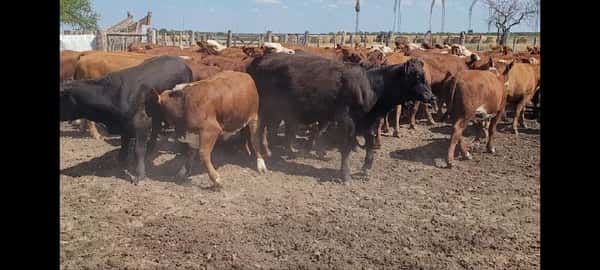 Lote 60 Terneros/as en Villaguay, Entre Ríos