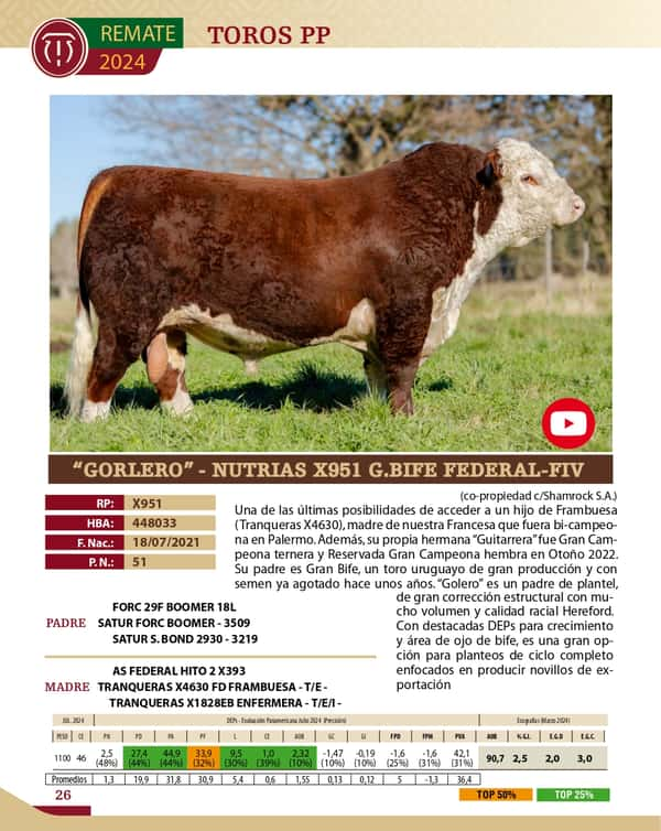 Lote TOROS PP