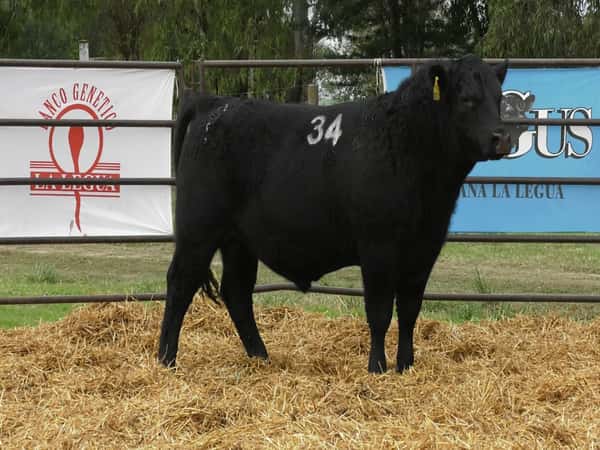 Imagen 1 del Lote Lote TOROS ANGUS NEGROS PC