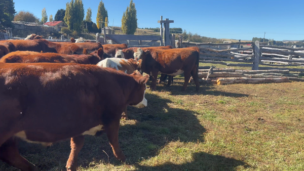 Lote 40 Novillo Engorda en Coyhaique, XI Región Aysén
