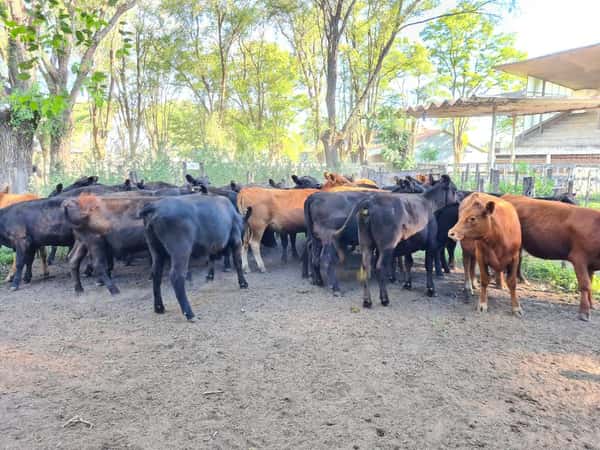 Lote 32 Vaquillonas en Gral. Lamadrid, Buenos Aires