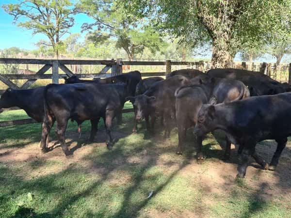 Lote 12 Novillitos en Gral. Lamadrid, Buenos Aires