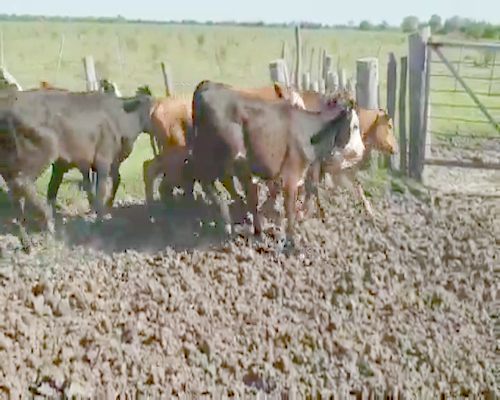 Lote 70 Terneras en Villaguay, Entre Ríos