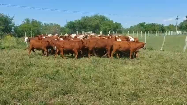 Lote 70 Terneras en Entre Ríos, Villaguay