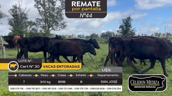 Lote 7 Vaquillonas/Vacas Entoradas en Otra Localidad, San José