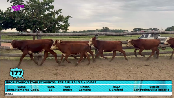 Lote LOTE 177
