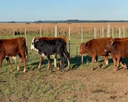 Lote 40 Terneros en Ituzaingó, Corrientes