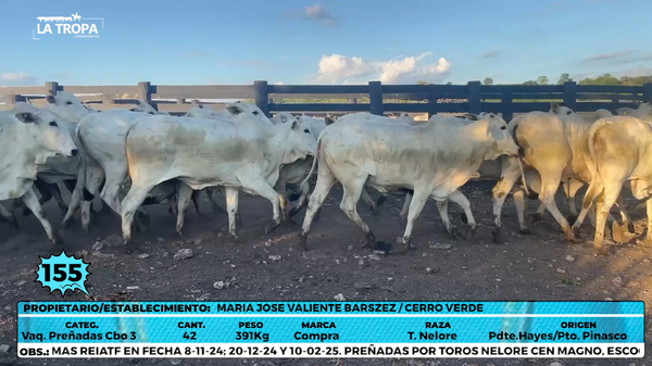 Lote LOTE 155
