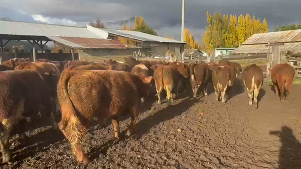 Lote 52 Novillo Engorda, Coyhaique,  XI Región Aysén