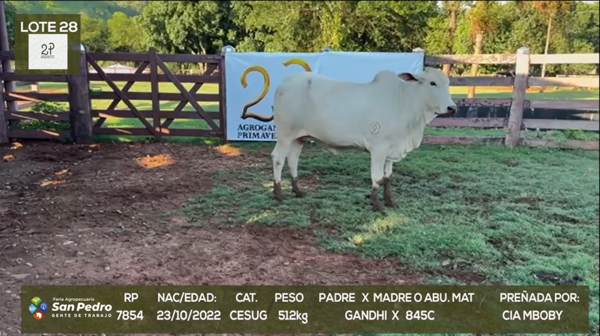 Lote LOTE 28