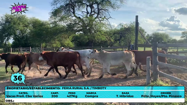 Lote LOTE 36