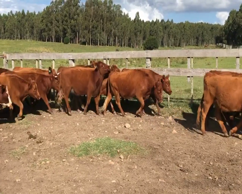 Lote 48 Vaquillonas en Minas, Lavalleja