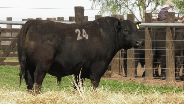 Lote TOROS ANGUS PURO CONTROLADO