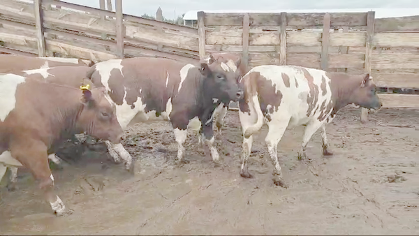 Lote 20 Vaquilla Gorda en Los Ángeles, VIII Región Biobío