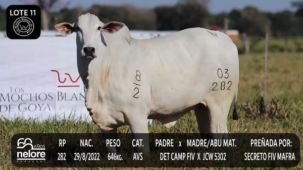 Lote LOTE 11
