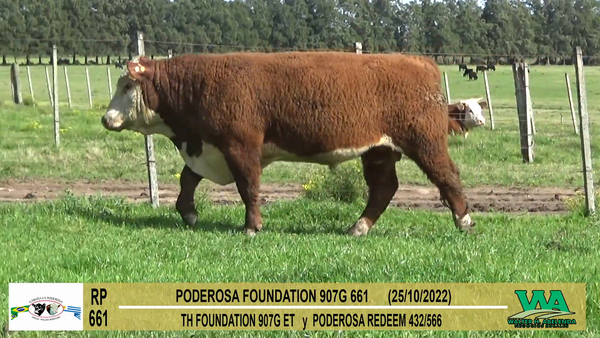 Lote Toros Hereford a remate en Cabaña La Poderosa, Florida