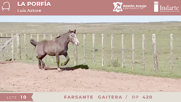 Lote FARSANTE GAITERA